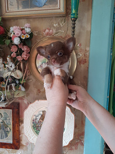 Ilus chihuahua beebi (4 foto / 10)
