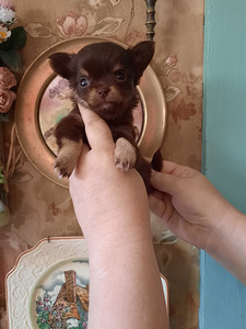 Ilus chihuahua beebi (10 foto / 10)