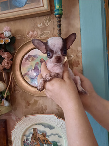 Chihuahua mini lapsed (4 kuud) (1 foto / 9)