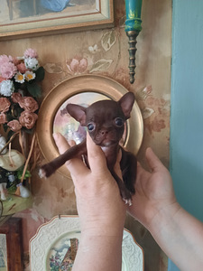 Chihuahua mini lapsed (4 kuud) (9 foto / 9)