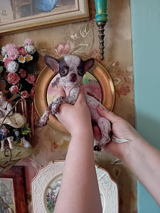 Imeline väike chihuahua (4 kuud) (5 foto / 8)