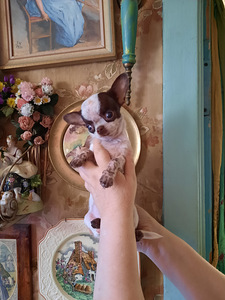 Imeline chihuahua poiss (100% mini) (5 foto / 7)