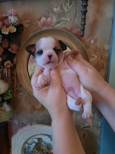 Ilusad chihuahua beebid (4 foto / 8)