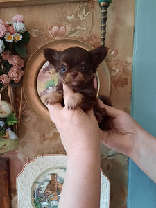 Ilusad chihuahua beebid (2 foto / 8)