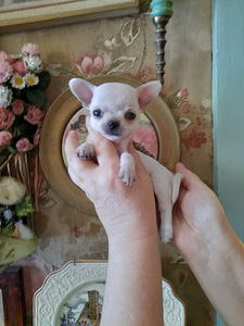 Ilusad chihuahua beebid (1 foto / 8)