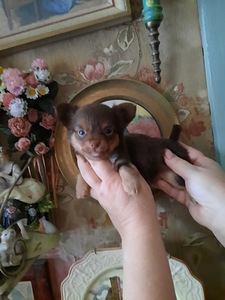 Vahvad väikesed chihuahuad (5 foto / 10)