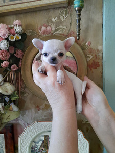 Vahvad väikesed chihuahuad (6 foto / 10)