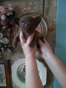 Vahvad väikesed chihuahuad (7 foto / 10)