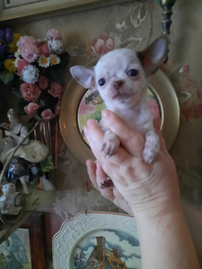 Vahvad väikesed chihuahuad (8 foto / 10)