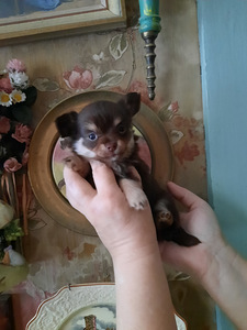 Ilusad chihuahuad - tume šokolaad (8 foto / 10)