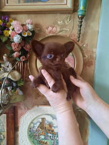 Imelised chihuahua beebid (7 foto / 10)