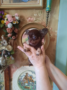 Imelised chihuahua beebid (9 foto / 10)