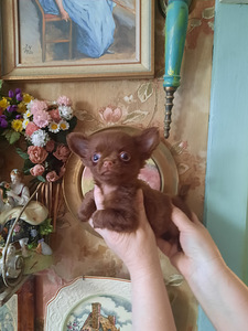 Imelised chihuahua beebid (10 foto / 10)