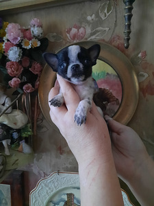 Ilusad väikesed chihuahuad. (6 foto / 9)