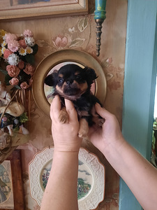 Ilusad chihuahua beebid (7 foto / 10)