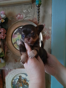 Ilusad väikesed chihuahuad. (2 foto / 7)