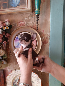 Väike chihuahua (3 foto / 5)