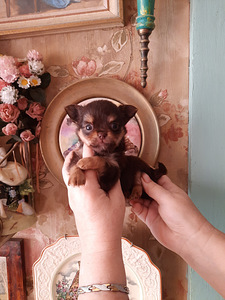 Chihuahua kutsikad (1 foto / 9)