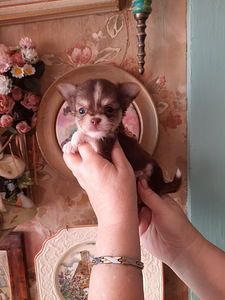 Chihuahua kutsikad (6 foto / 9)