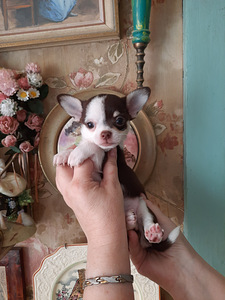 Chihuahua kutsikad (3 foto / 8)