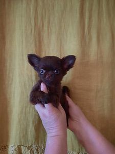 Chihuahua kutsikad (8 foto / 8)