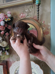 Ilus chihuahua tüdruk - tume šokolaad (3 foto / 3)