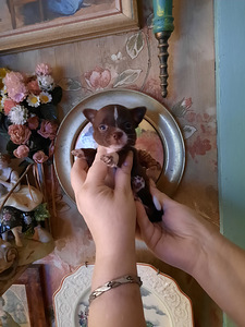 Võluv chihuahua kutsikas (miniatuur) (5 foto / 5)