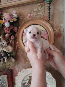 Chihuahua kutsikad (3 foto / 10)