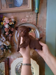 Chihuahua kutsikad (10 foto / 10)