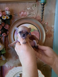Ilusad chihuahua kutsikad (2 foto / 10)