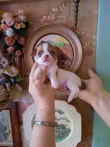 Ilusad chihuahua kutsikad (3 foto / 10)