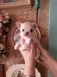 Ilusad chihuahua kutsikad (6 foto / 10)