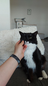 Annan oma 1,5 aastase kassi headesse kätesse (4 foto / 5)