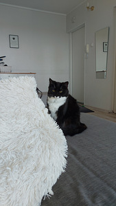 Annan oma 1,5 aastase kassi headesse kätesse (5 foto / 5)