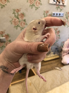 Дамбо крысята.. (6 фото из 10)