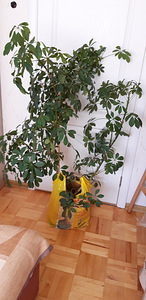 Toalillede sheflera (ilma potita). (2 foto / 2)