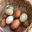 Хуторские эко яйца (фото #1)
