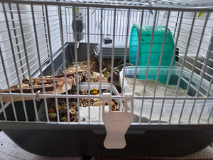 Hamster (+puur+toit) (1 foto / 3)