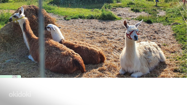 Laama