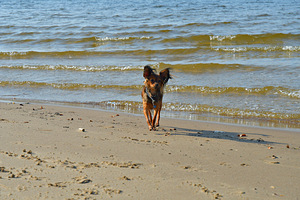 Krievu toja kucēns (1 foto no 1)