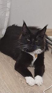 Maine Coon ootab sõbrannat külla (1 foto / 1)