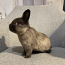 Горностаевый карликовый кролик (фото #1)
