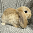 Породистый карликовый баран кролик (фото #5)