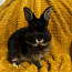 Мальчик родословная горностайный кролик (фото #3)