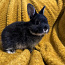 Мальчик родословная горностайный кролик (фото #4)