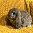 Продам породистого привитого карликового барана кролика (фото #3)