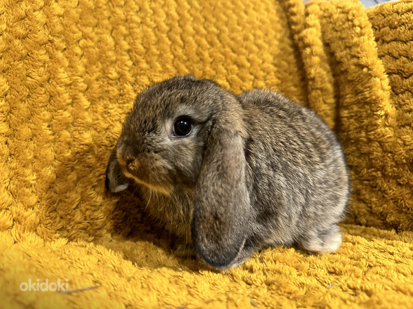 Продам породистого привитого карликового барана кролика (фото #3)