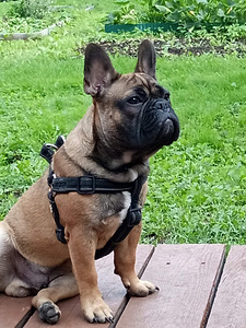 Prantsuse buldog otsib pruuti (1 foto / 1)