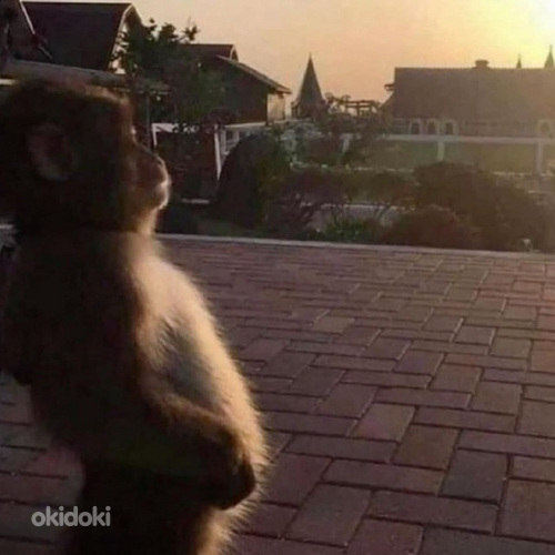 Otsin lisatööd (14-aastane)