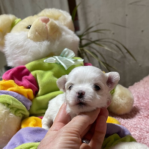 Maltankoira Malta Bichon Maltese (3 valokuva sivusta 3)